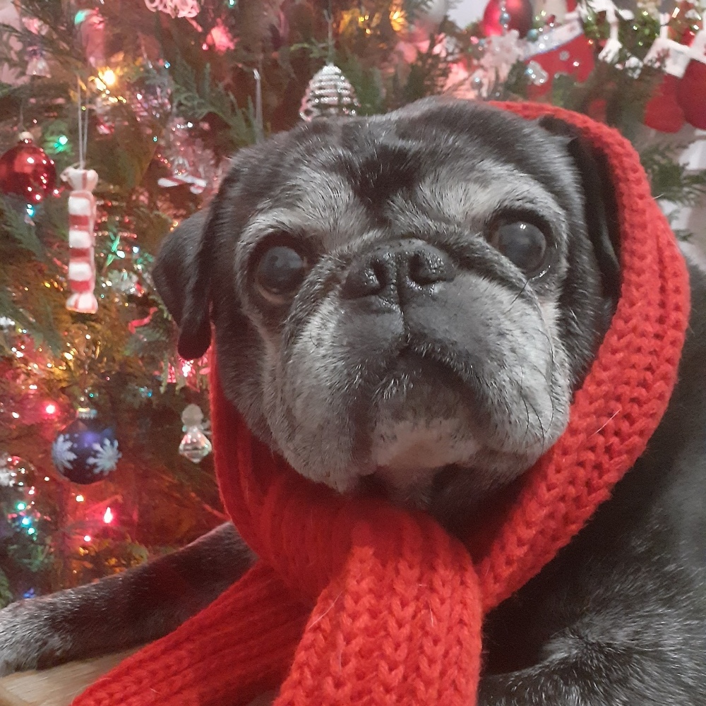 My name is Brandi and my world revolves around my pug , Tucker ❤️